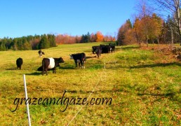 Late October grazing